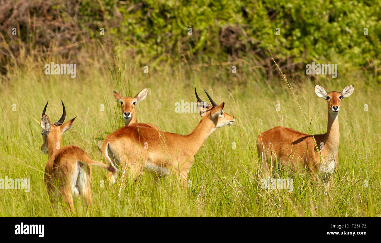 Murchison Falls Wildlife Stock Photo