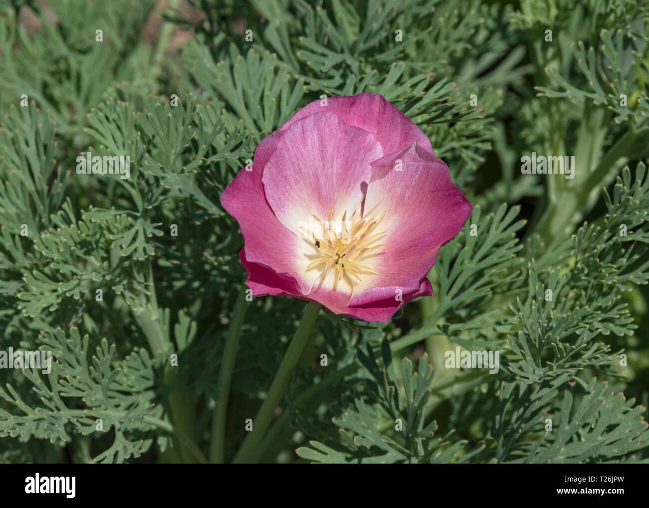 a magenta dark pink california poppy fully open above a lush display of the plant's leaves growing in a home garden Stock Photo