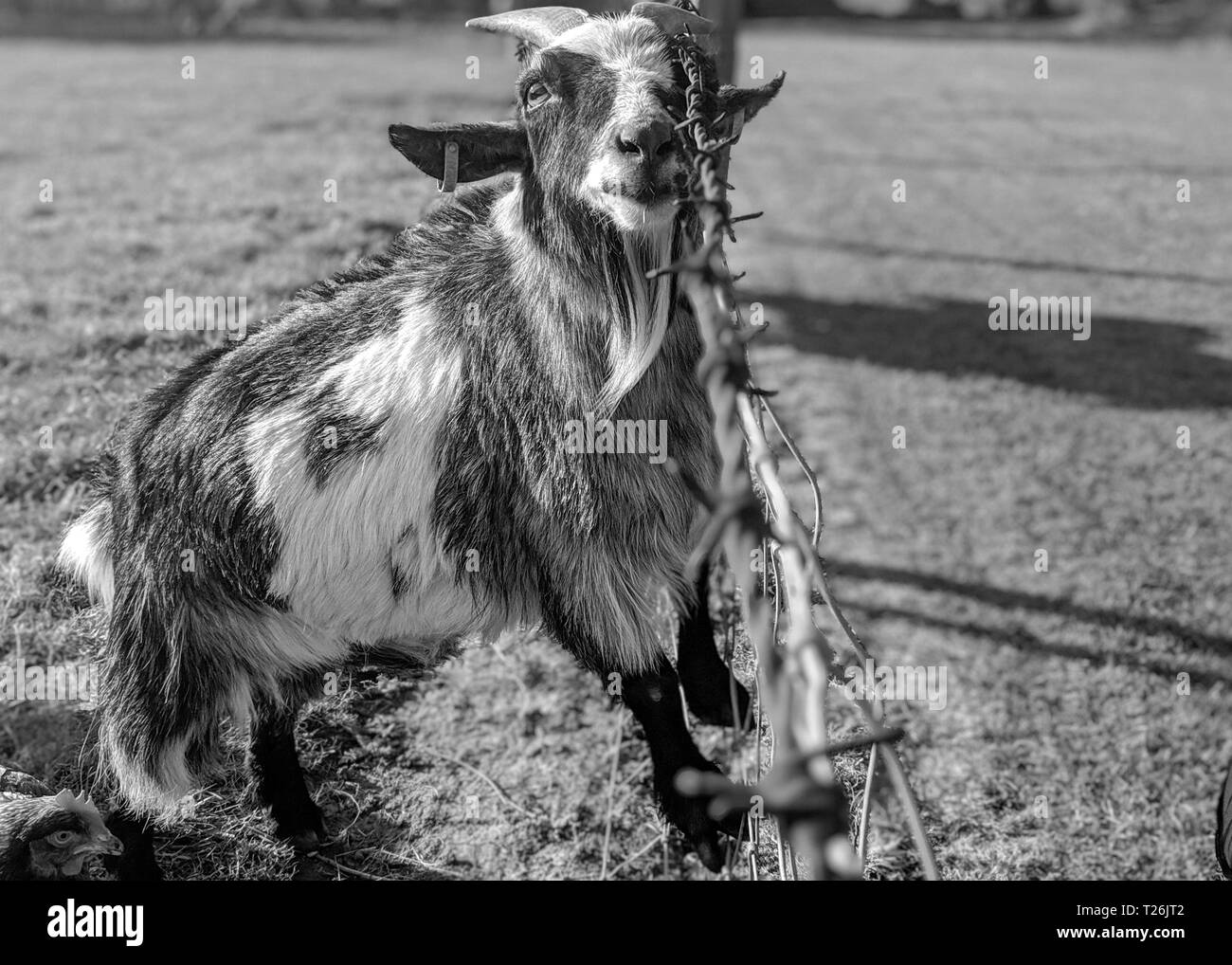 A goat looks at the camera whilst rubbing barbed wire on his horns. Stock Photo