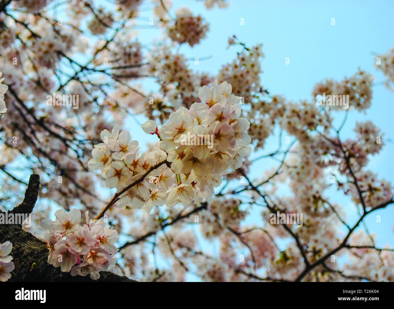 Japan cherry blossom close up hi-res stock photography and images - Alamy