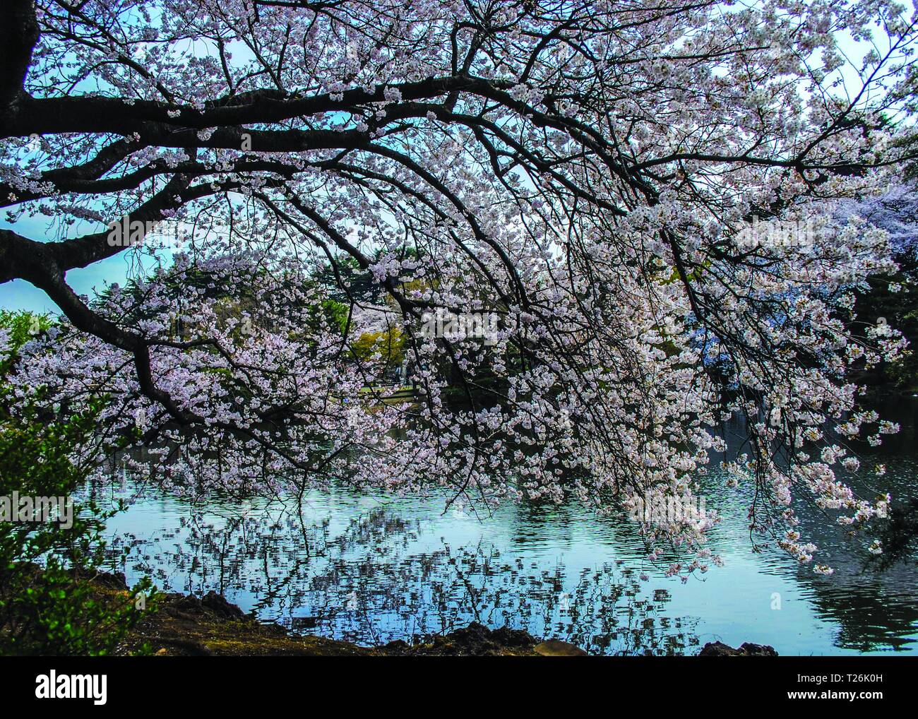 Japan cherry blossom close up hi-res stock photography and images - Alamy
