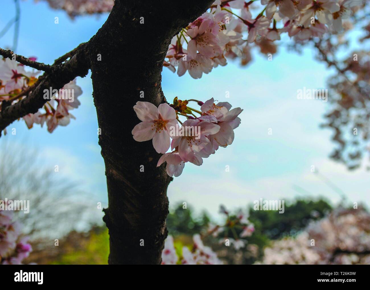 Japan cherry blossom close up hi-res stock photography and images - Alamy