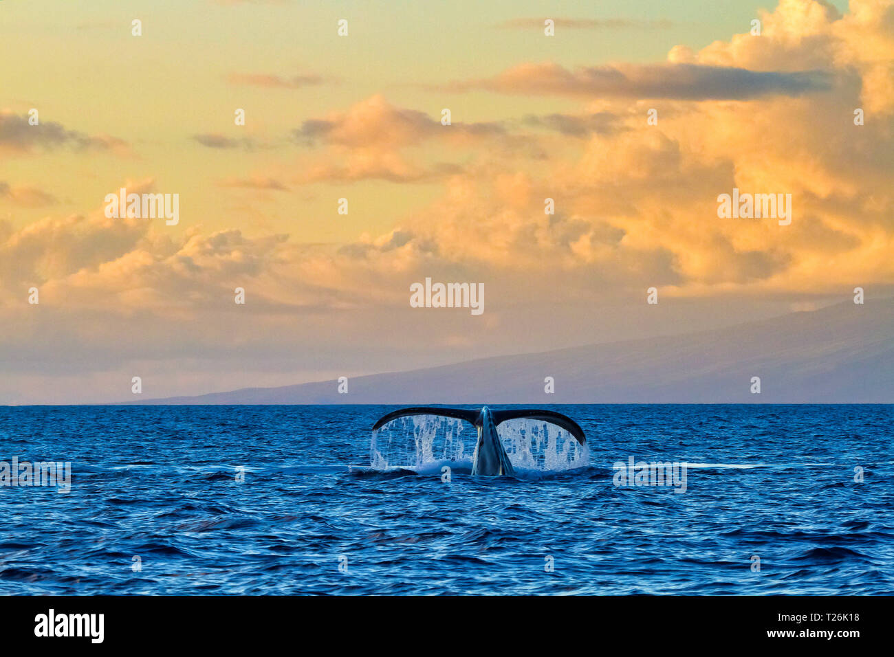 Humpback whale showing tail fluke hi-res stock photography and images ...