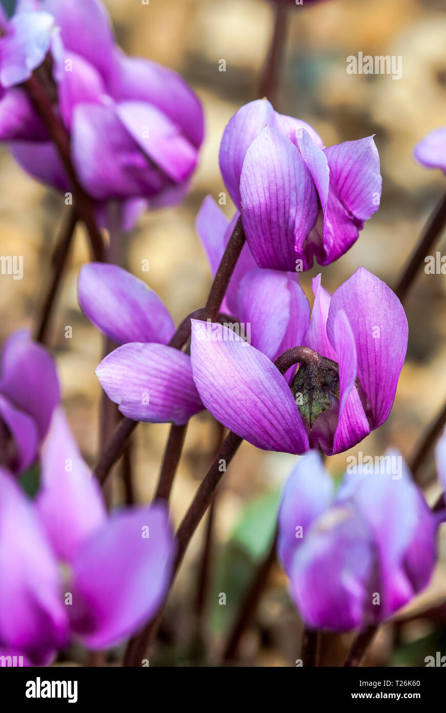 Close-up of group purple of cyclamen purpurascens Stock Photo