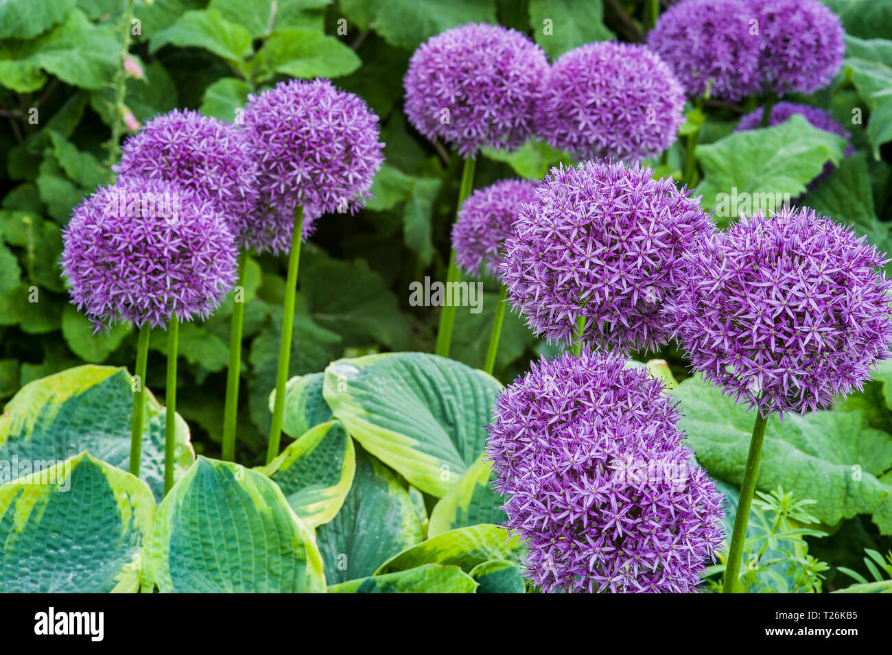 Group of purple Allium Globemaster in full bloom, combined with variegated hostas Stock Photo