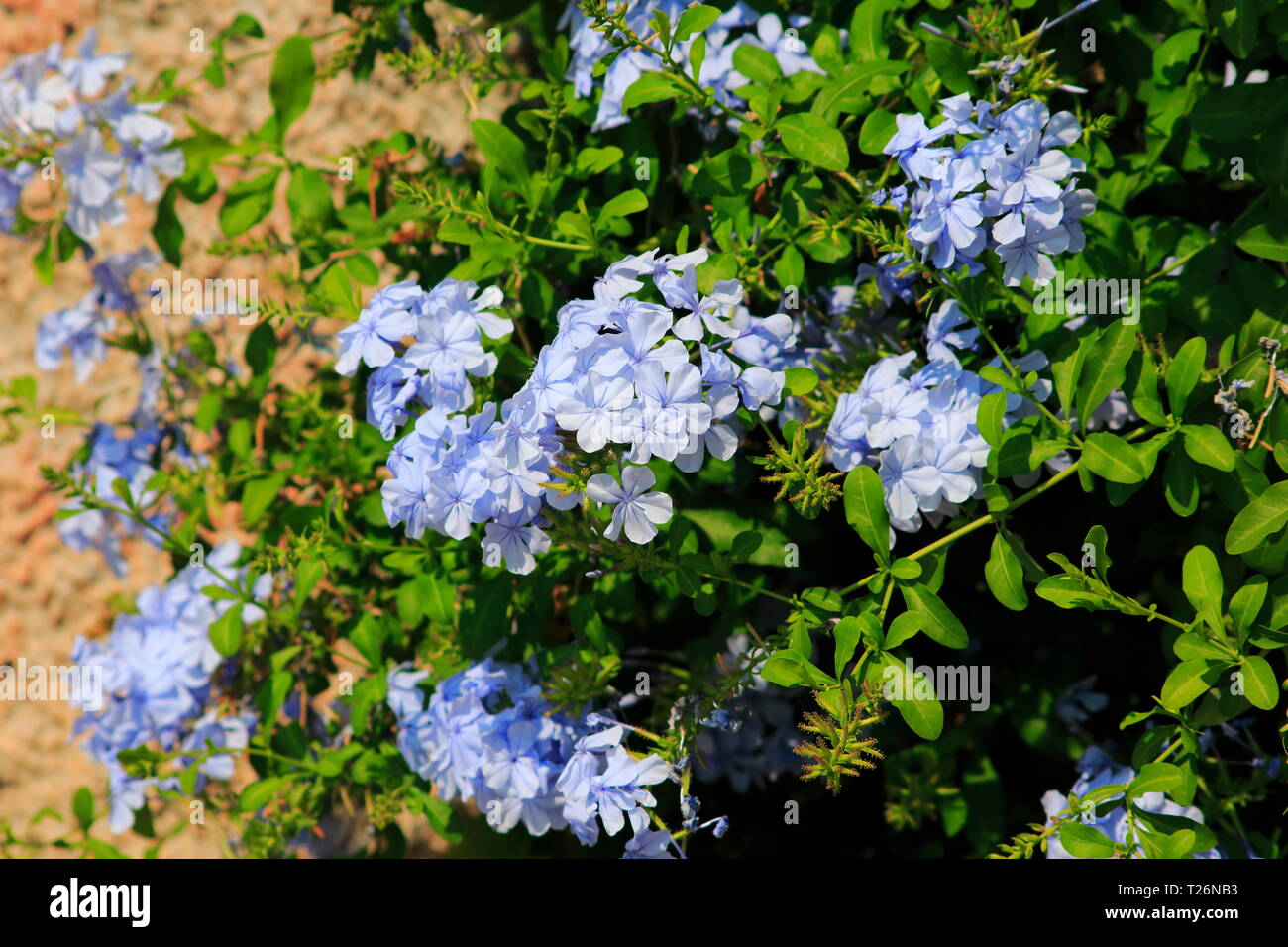 Phlox  Staude, Flammenblume, Blüten in einem zarten Blau, lila, im Garten Stock Photo