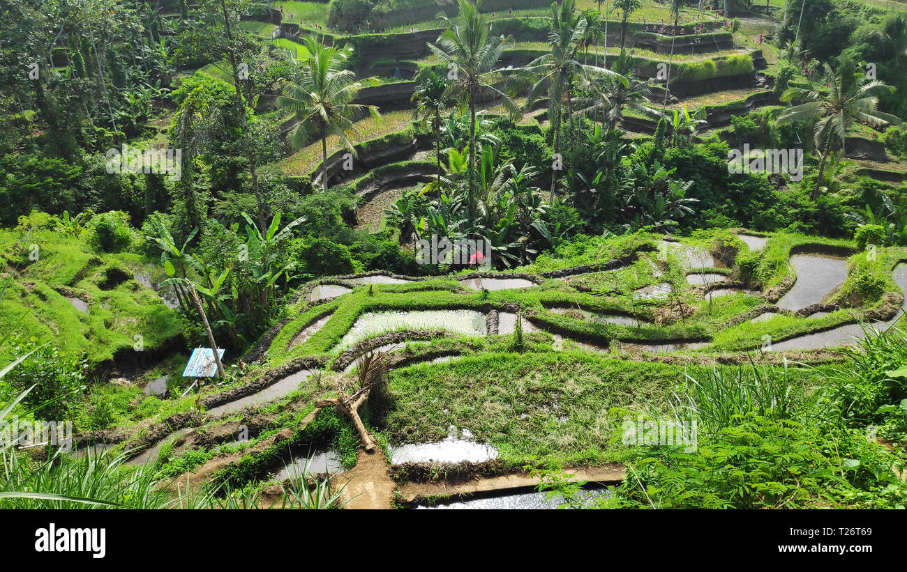 Tegalalang rice terraces in Ubud, Bali. Tegalalang Rice Terrace is one ...
