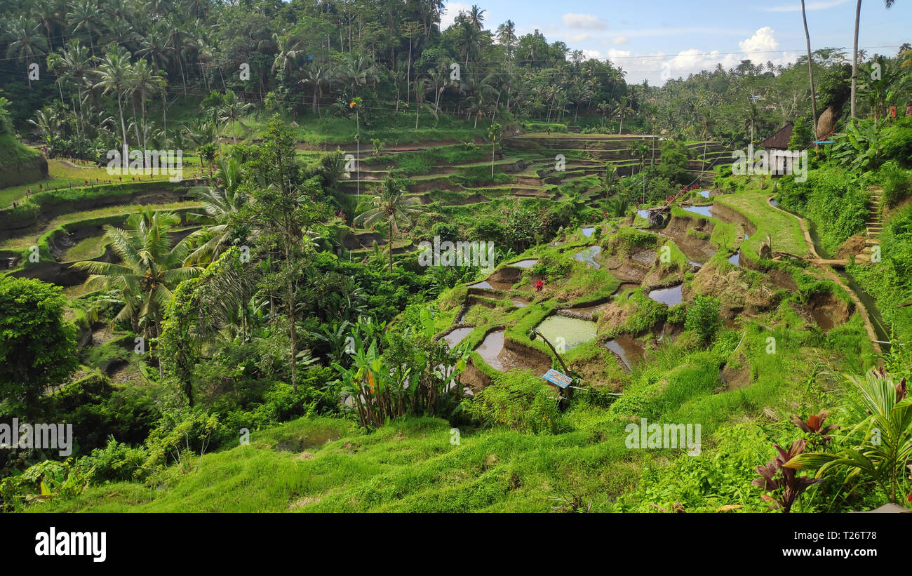 Tegalalang rice terraces in Ubud, Bali. Tegalalang Rice Terrace is one ...