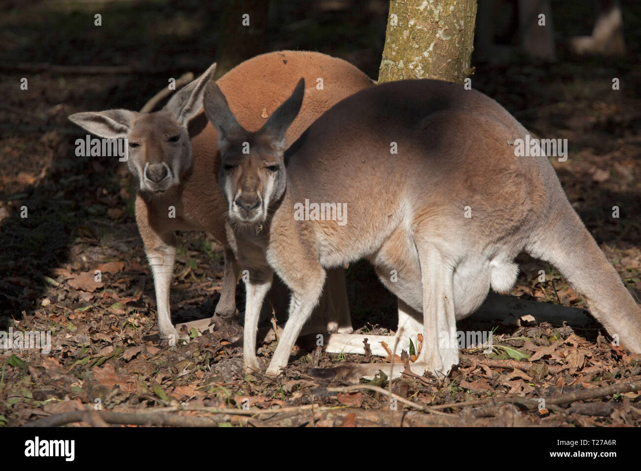 Two kangaroos, a mother with a young in her pouch Stock Photo Alamy