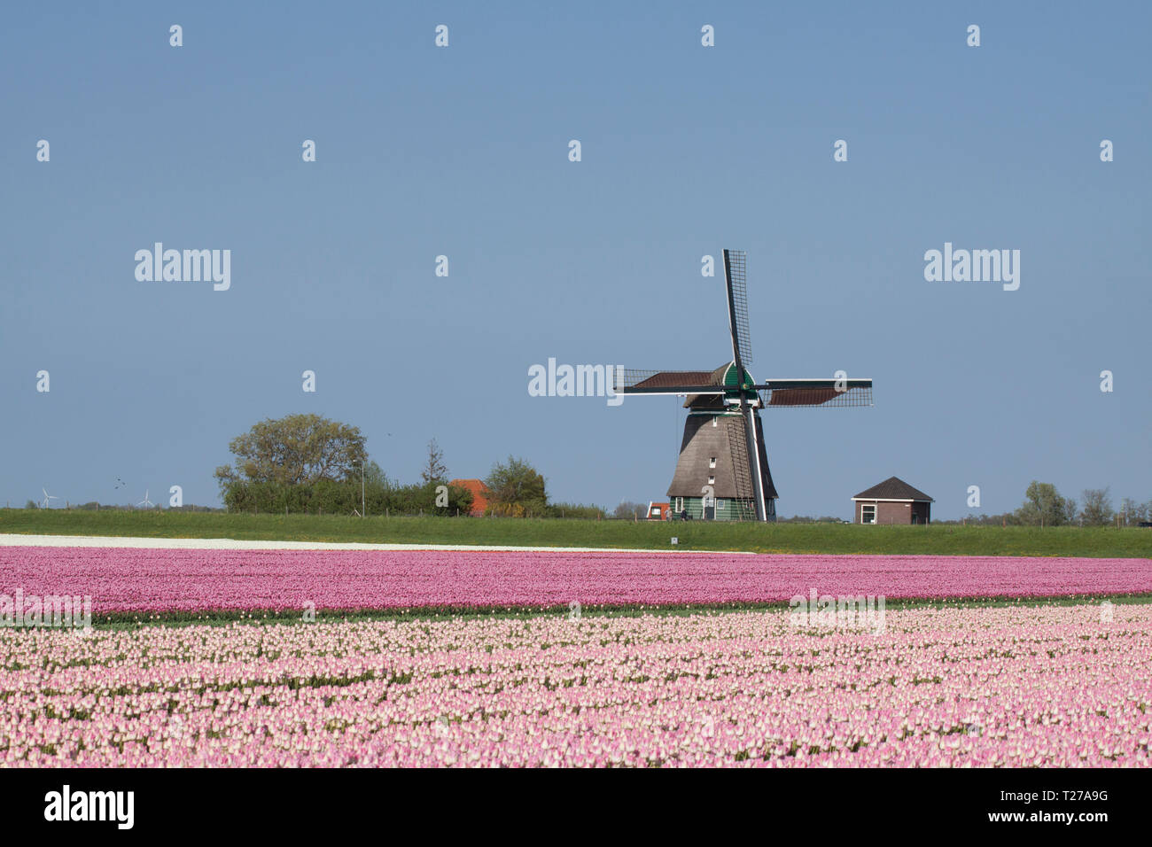 Netherlands windmill typical scene hi-res stock photography and images ...