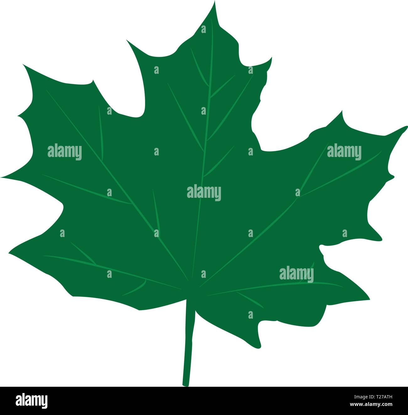 Vector illustration. Green maple leaves isolated on white background ...