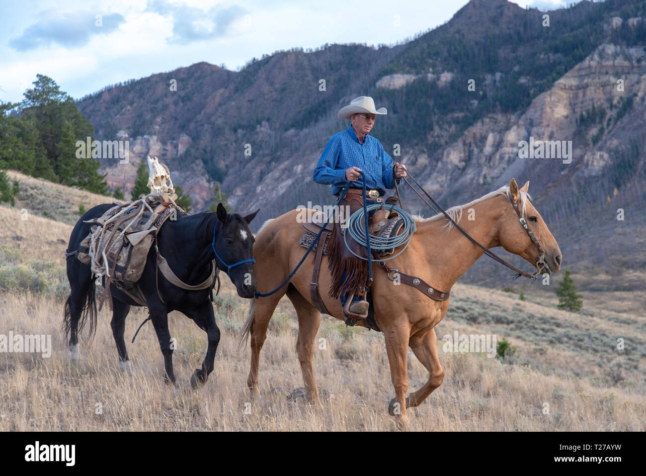 American cowboy with pack horse in high country of Wyoming, USA Stock