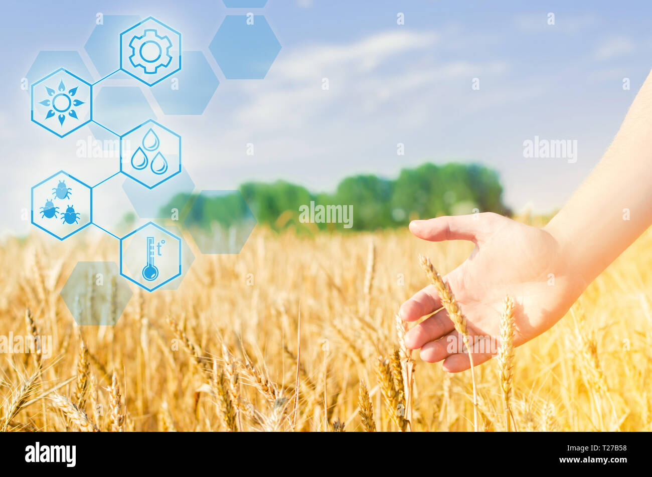 Wheat sprouts in a farmer's hand. wheat culture and blue sky closeup. a golden field. beautiful view. Harvesting, bread. place for text Innovations in Stock Photo