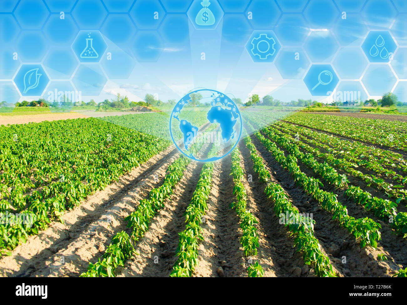 vegetable rows of pepper grow in the field. farming, agriculture. Landscape with agricultural land. Innovations in agriculture. High technology and re Stock Photo