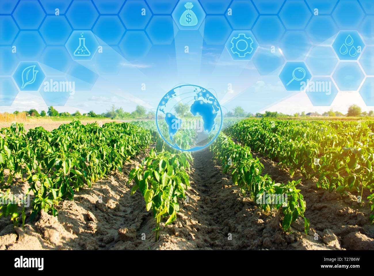 vegetable rows of pepper grow in the field. farming, agriculture. Landscape with agricultural land. Innovations in agriculture. High technology and re Stock Photo