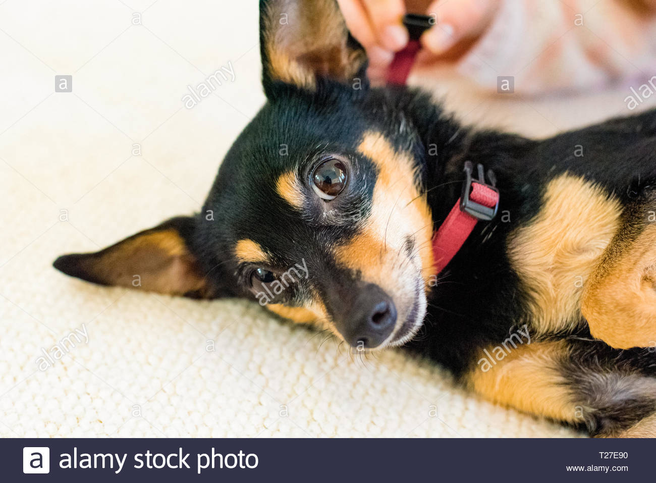 Black And Tan Miniature Pinscher Puppy High Resolution Stock