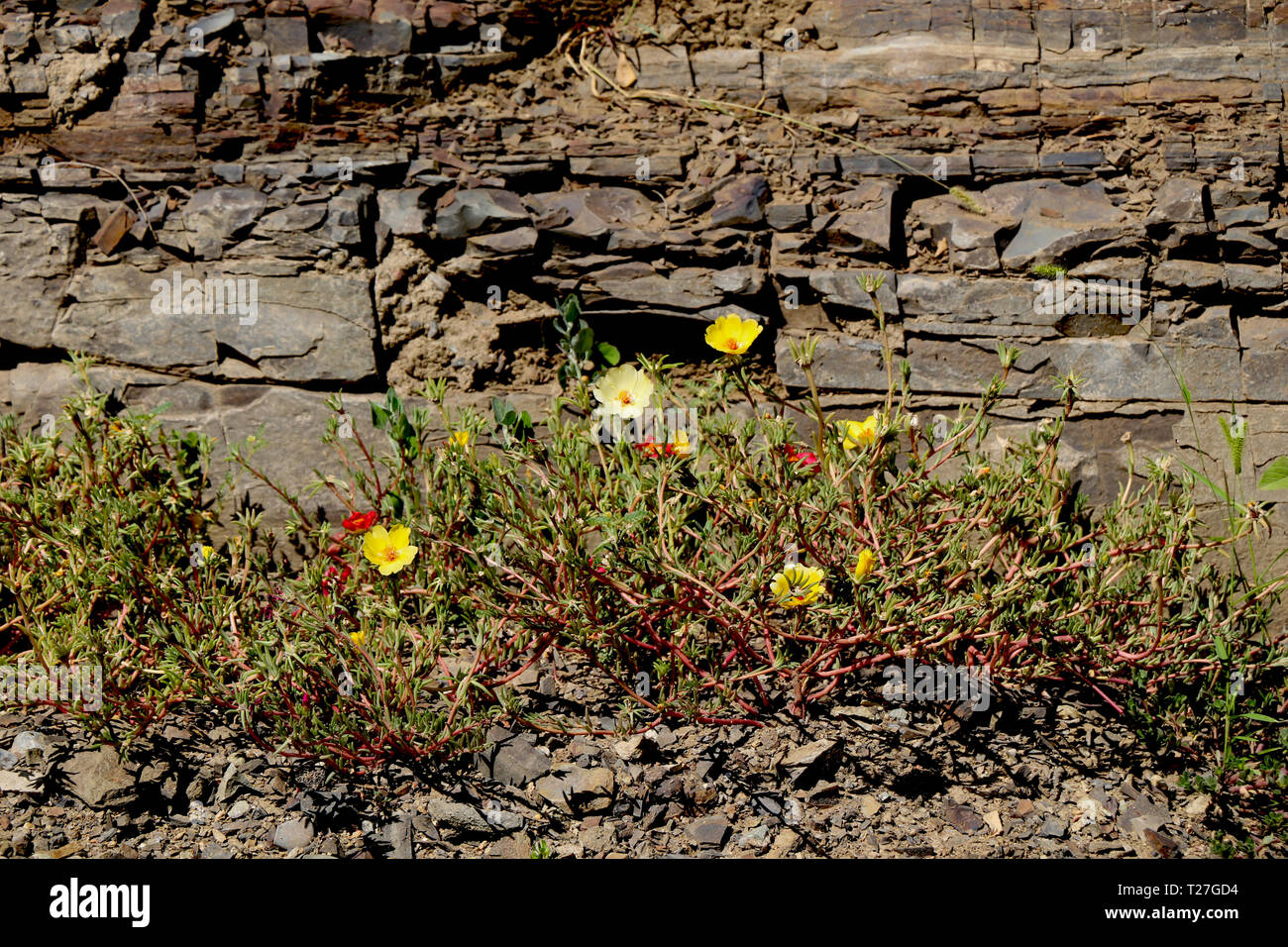 Beautiful fresh flowers as a nature background Stock Photo - Alamy