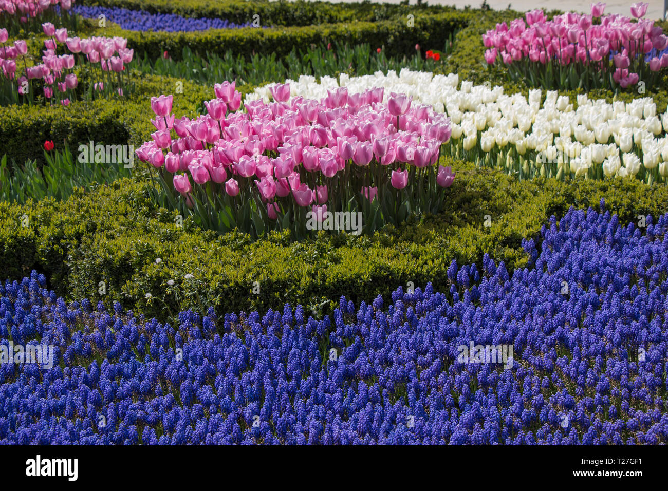 Colorful tulip flowers bloom in the garden Stock Photo - Alamy