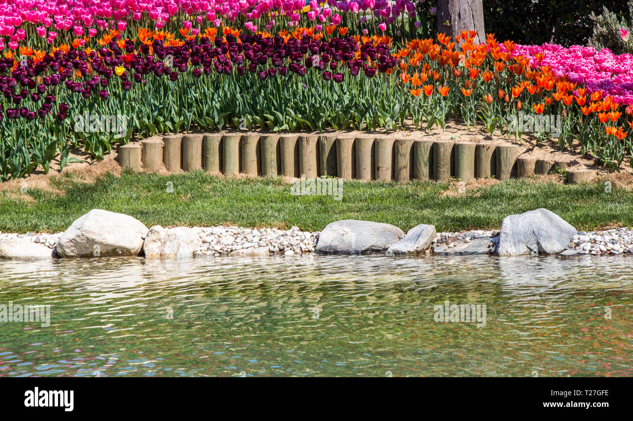 Beautiful tulips flower for postcard beauty concept design Stock Photo