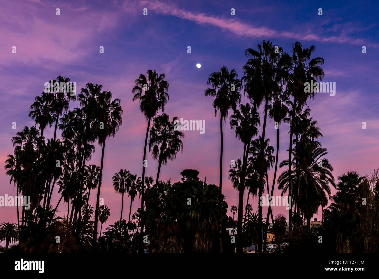 JAN 18, 2019 - LA, CA, USA - Group of palm trees and moon at sunset in Echo Park, Los Angeles, CA Stock Photo