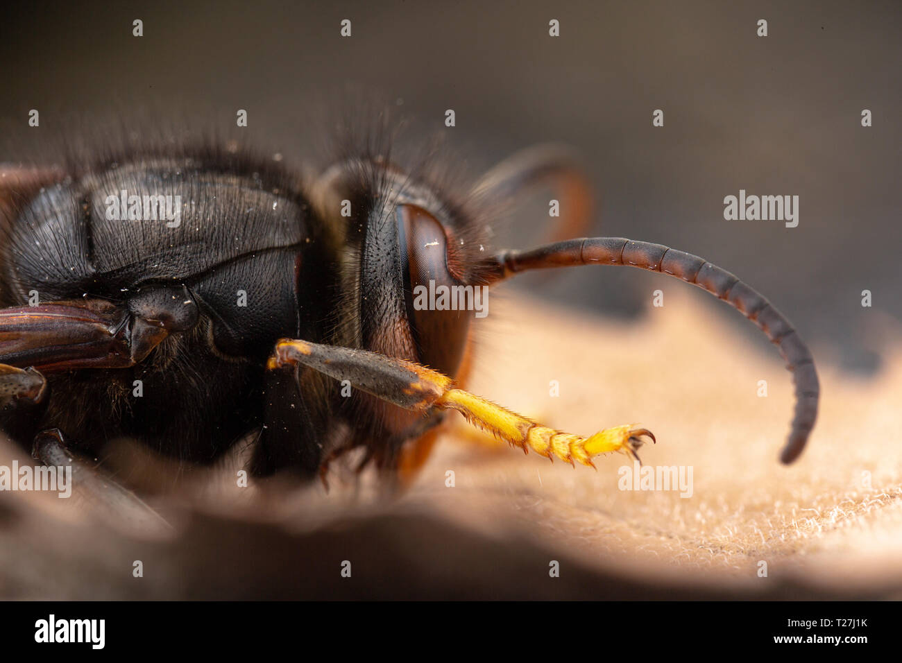 Real Asian wasp, also called Vespa velutina macro photography Stock Photo