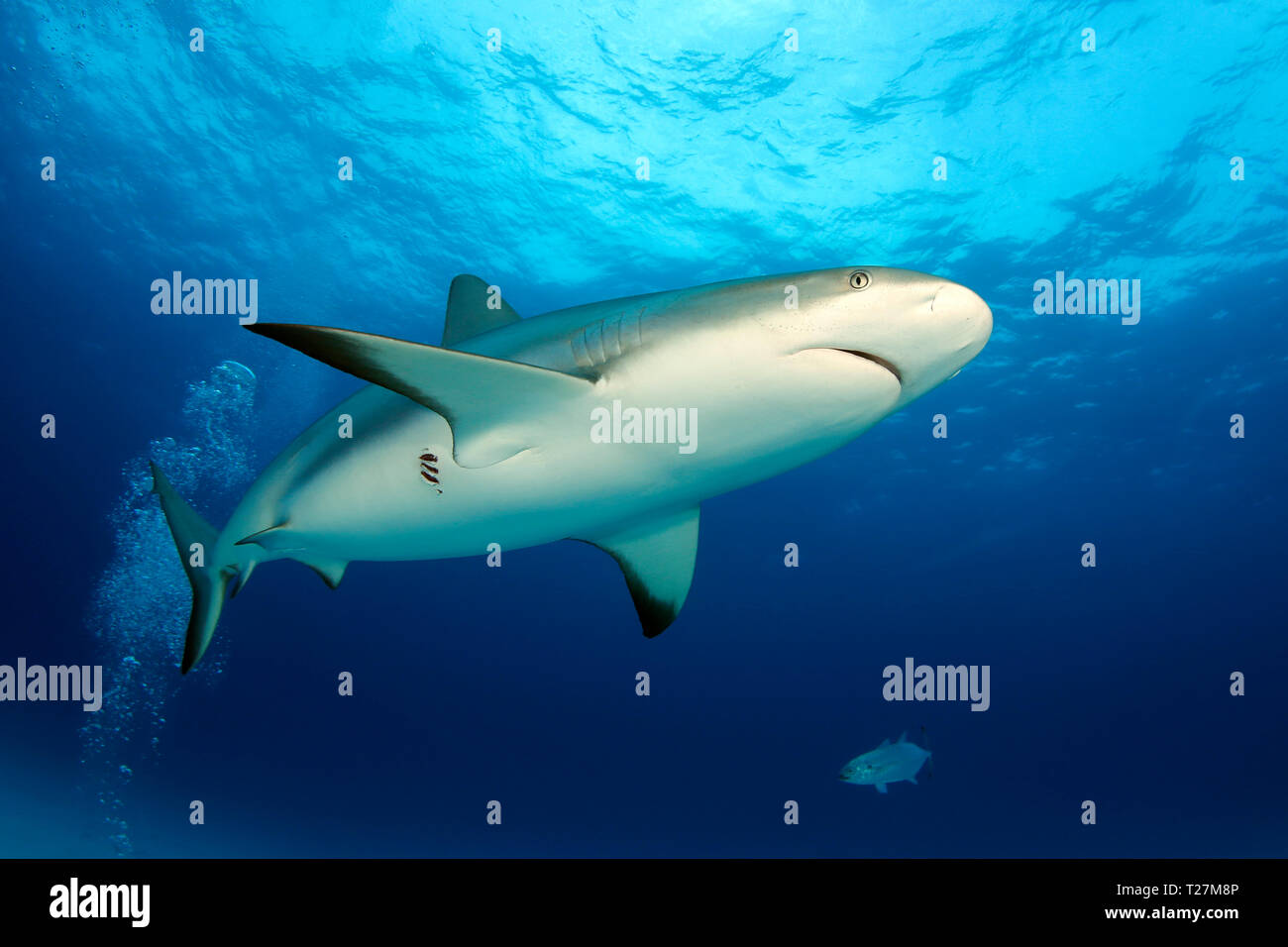 Caribbean Reef Shark (Carcharhinus perezi) from Below, against Surface. Tiger Beach, Bahamas Stock Photo