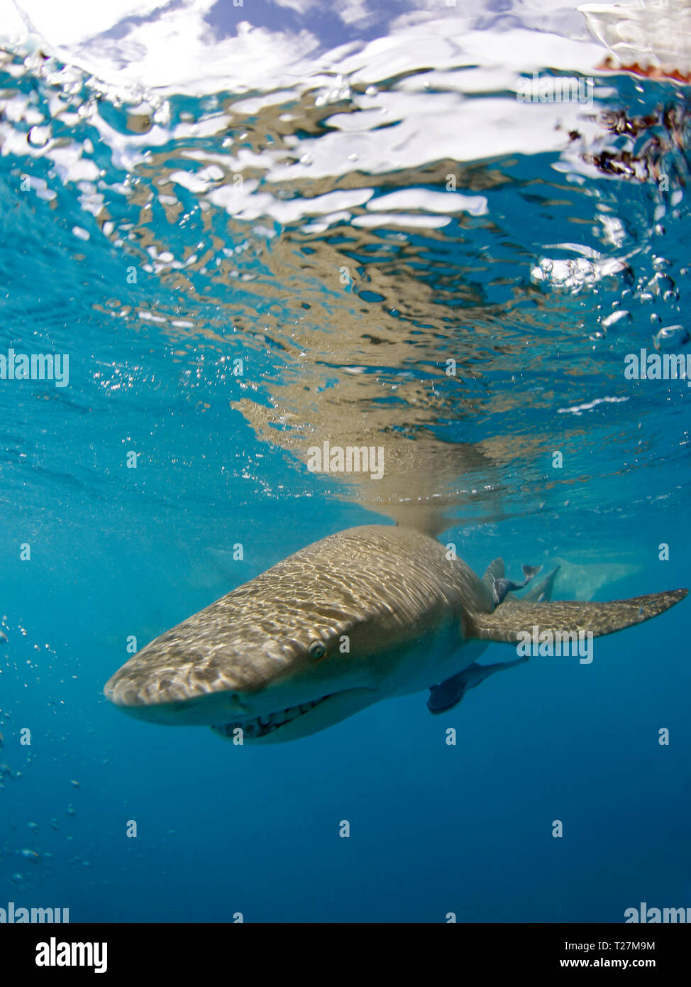 Lemon Shark (Negaprion brevirostris) Approaching the Camera, Right beneath the Surface. Tiger Beach, Bahamas Stock Photo