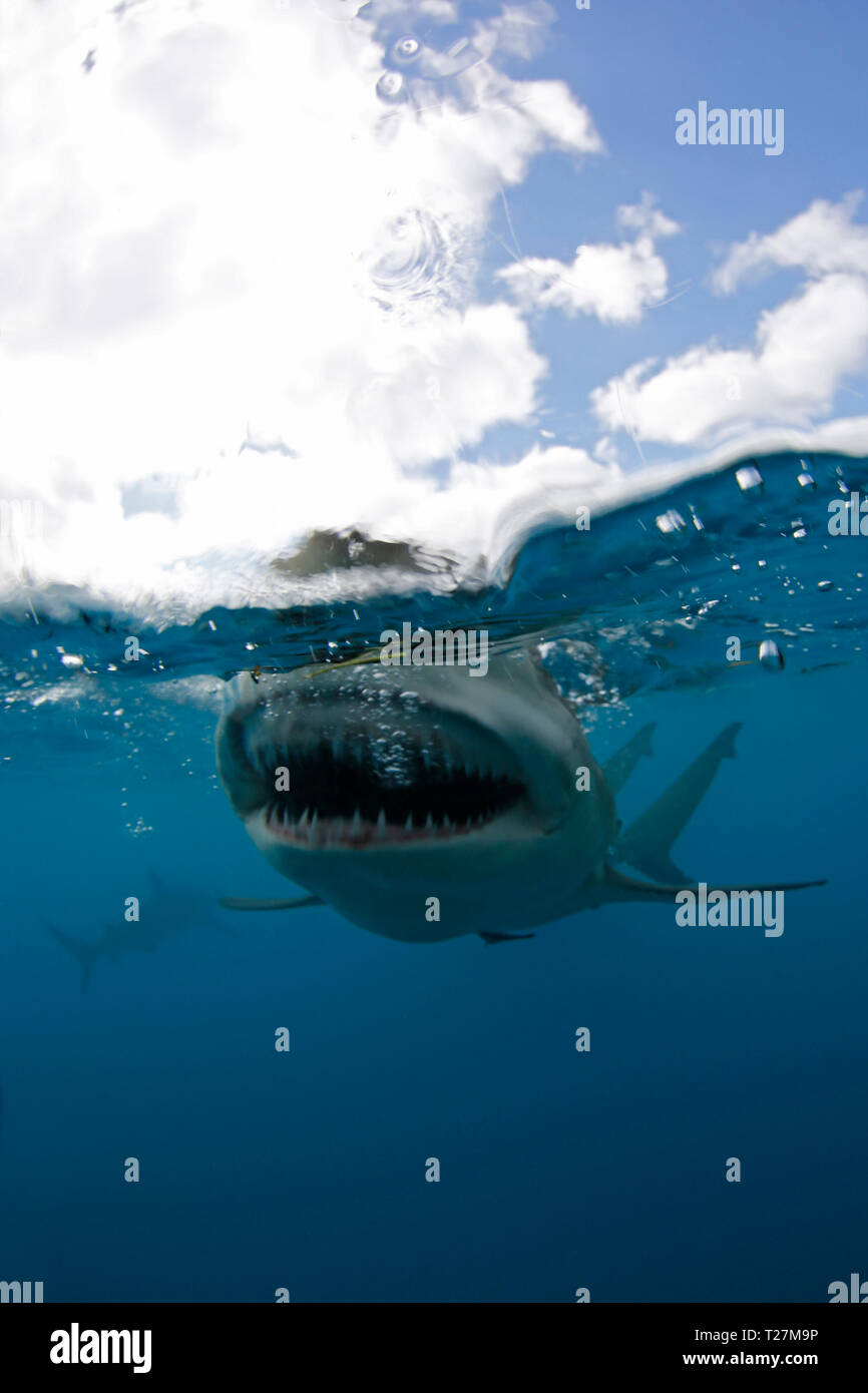 Lemon Shark (Negaprion brevirostris) Split Shot, Open Mouth Showing Teeth at Surface. Tiger Beach, Bahamas Stock Photo