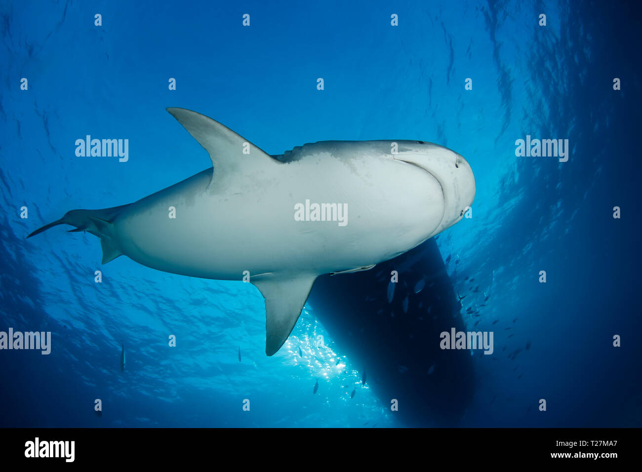 Tiger Shark from below, with Surface and Boat above. Tiger Beach, Bahamas Stock Photo