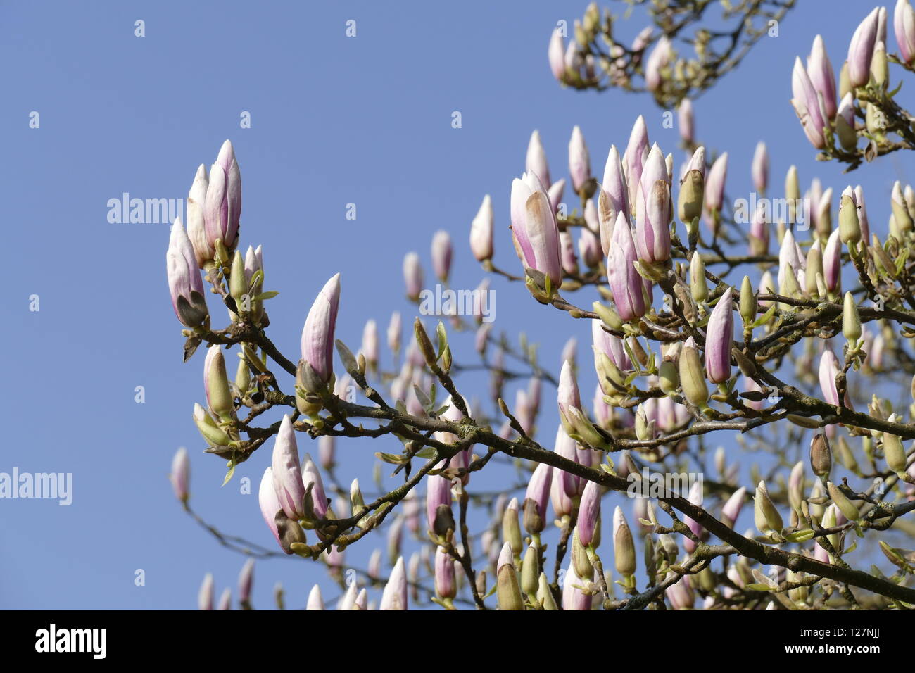 Pink magnolia blossoms on tree branches, Germany Stock Photo - Alamy
