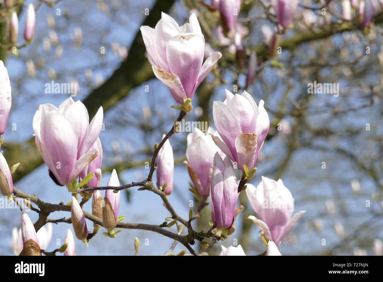 Pink magnolia blossoms on tree branches, Germany Stock Photo - Alamy
