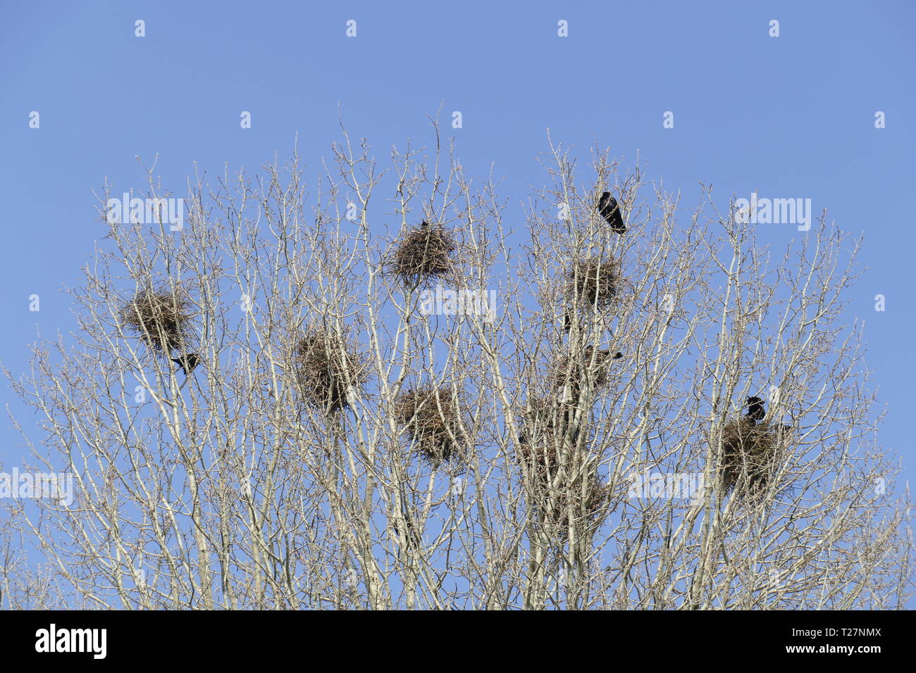 Crows and birds nests on a treetop, blue sky Stock Photo Alamy