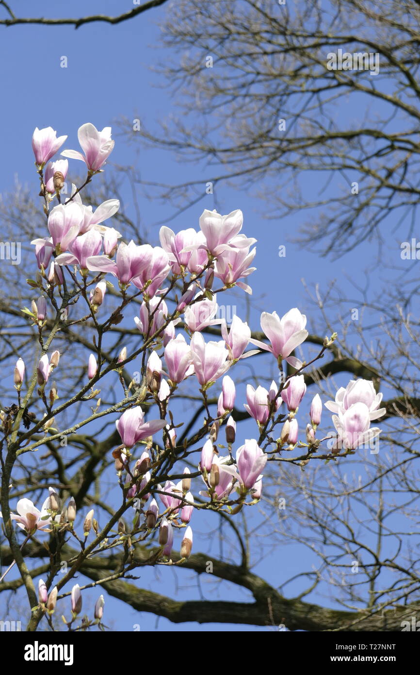 Pink magnolia blossoms on tree branches, Germany Stock Photo - Alamy