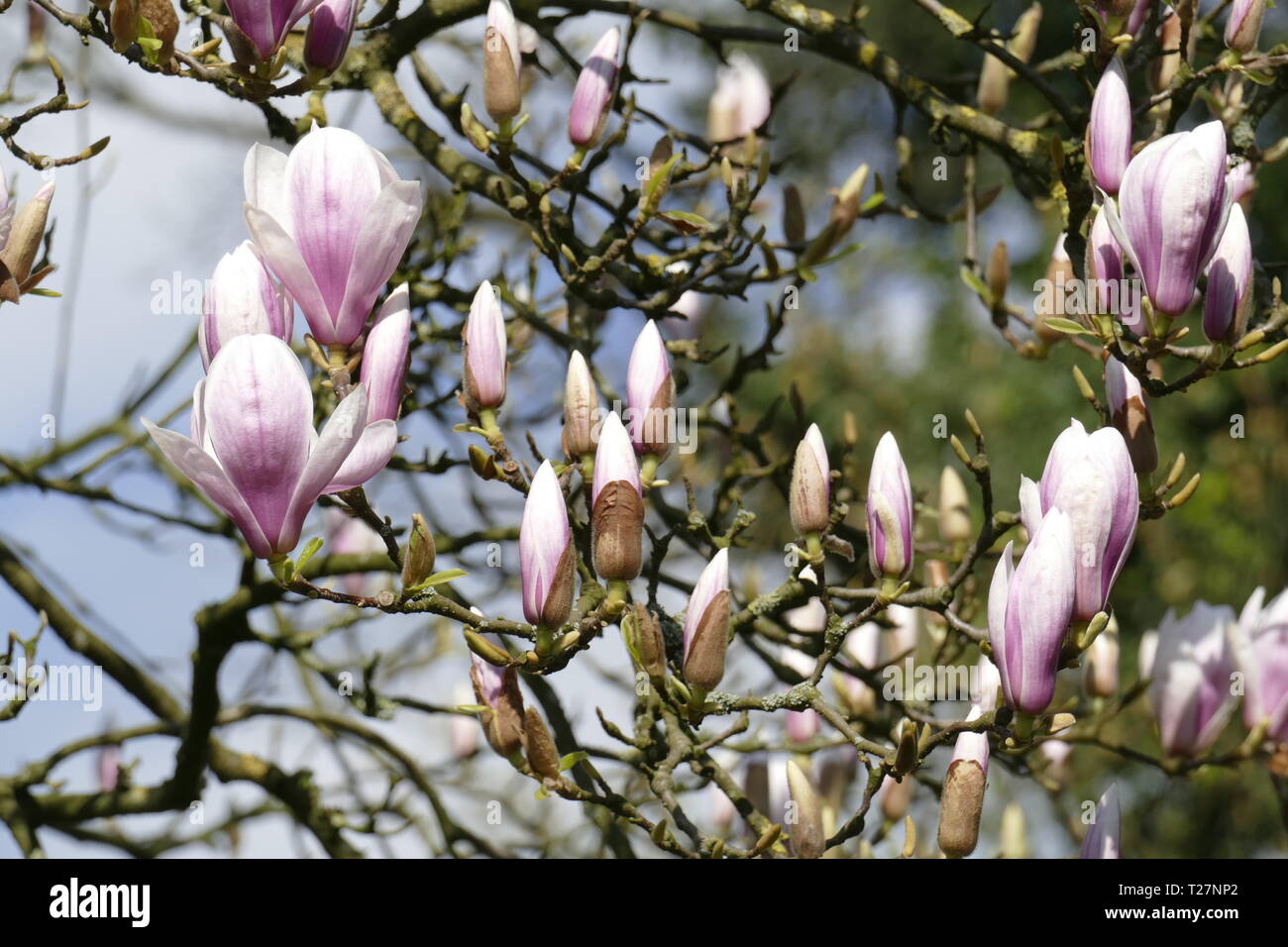 Pink magnolia blossoms on tree branches, Germany Stock Photo - Alamy
