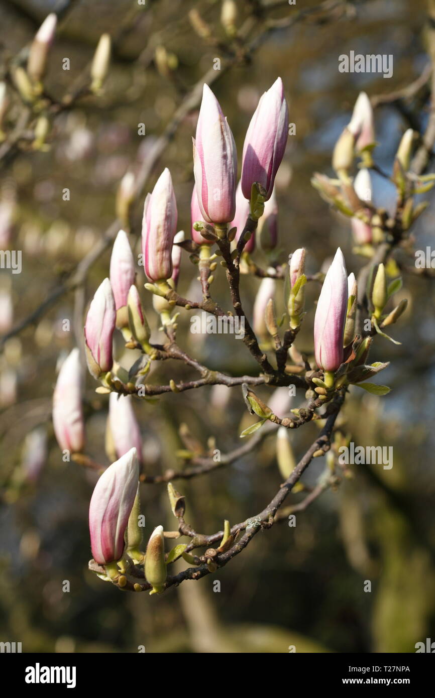Pink magnolia blossoms on tree branches, Germany Stock Photo - Alamy