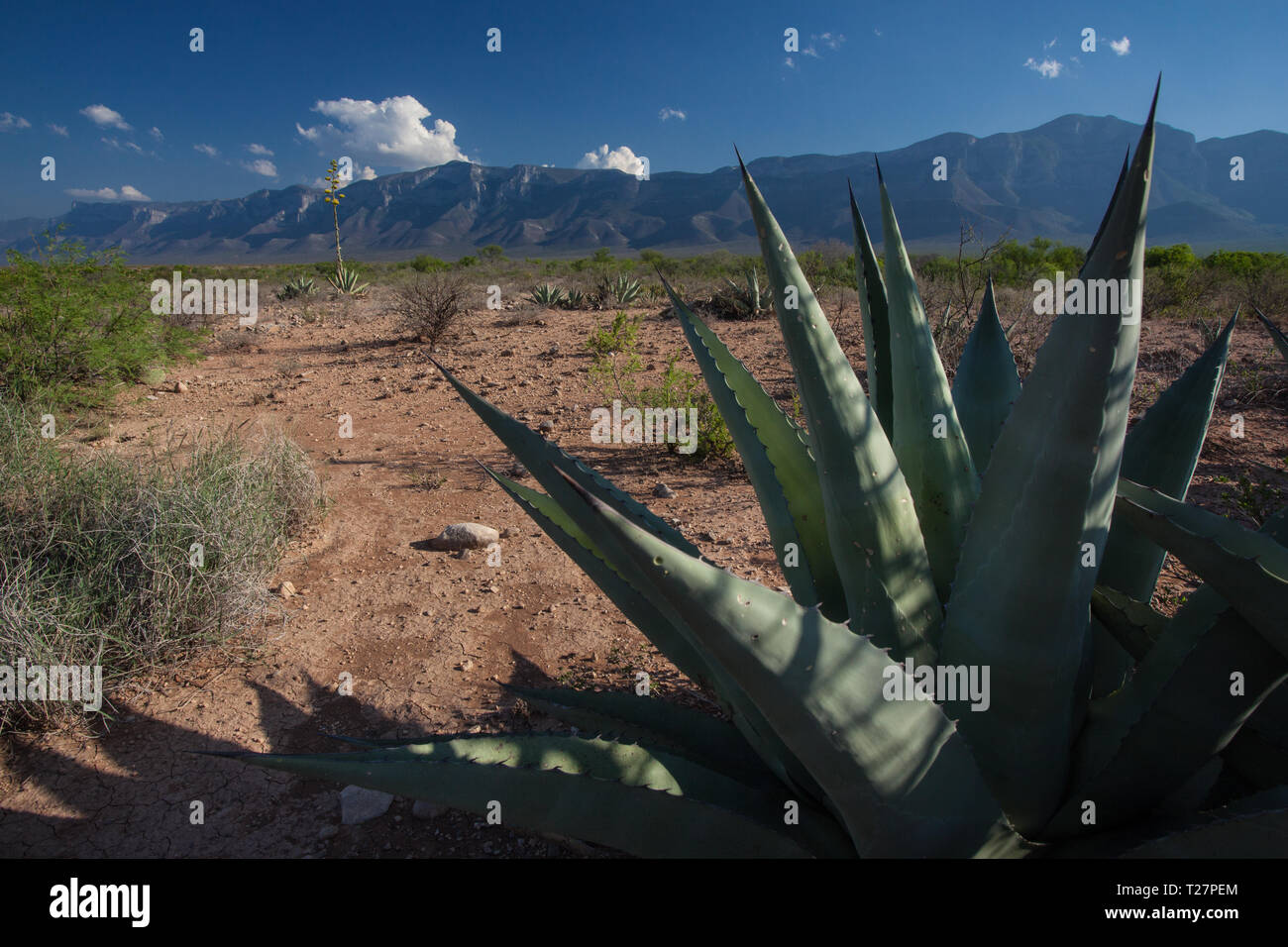 Sierra La Encantada, Mpo. Melchor Muzquiz, Coahuila, Mexico Stock Photo