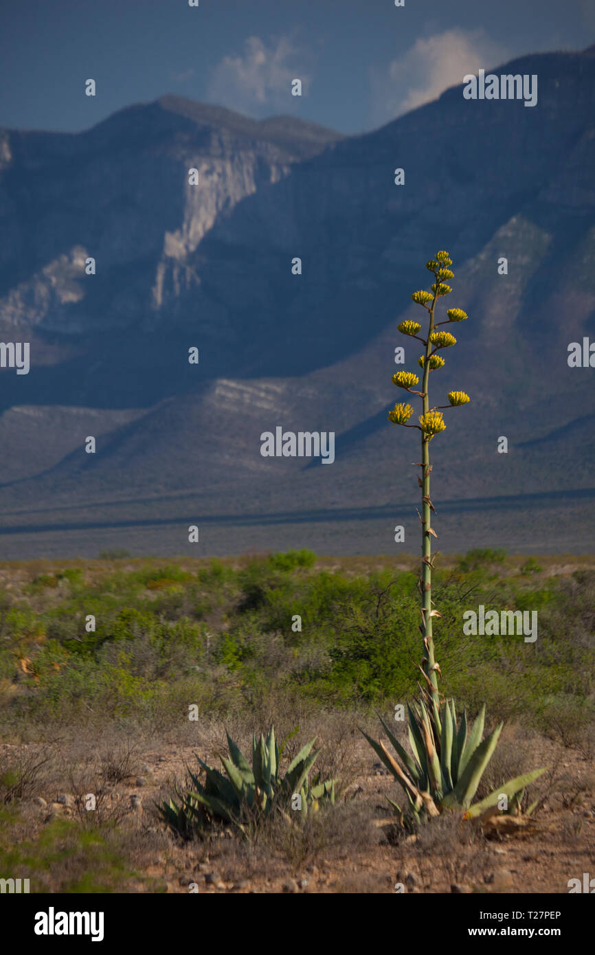 Sierra La Encantada, Mpo. Melchor Muzquiz, Coahuila, Mexico Stock Photo