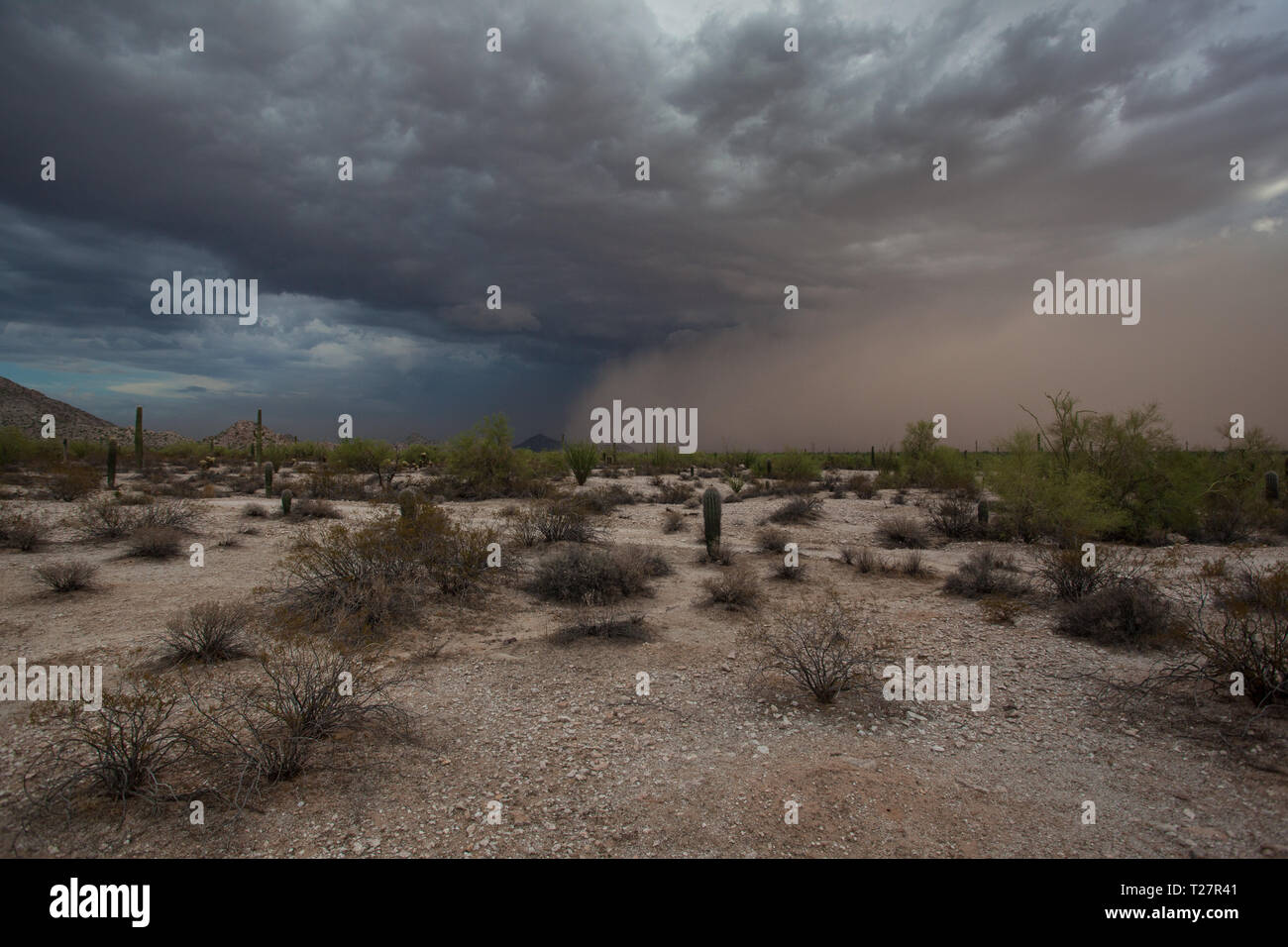 Sacaton mountains hires stock photography and images Alamy