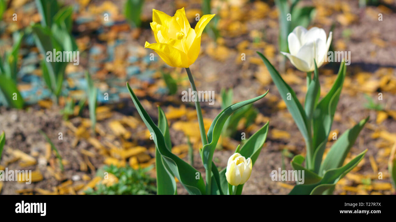 yellow tulip at spring Stock Photo - Alamy