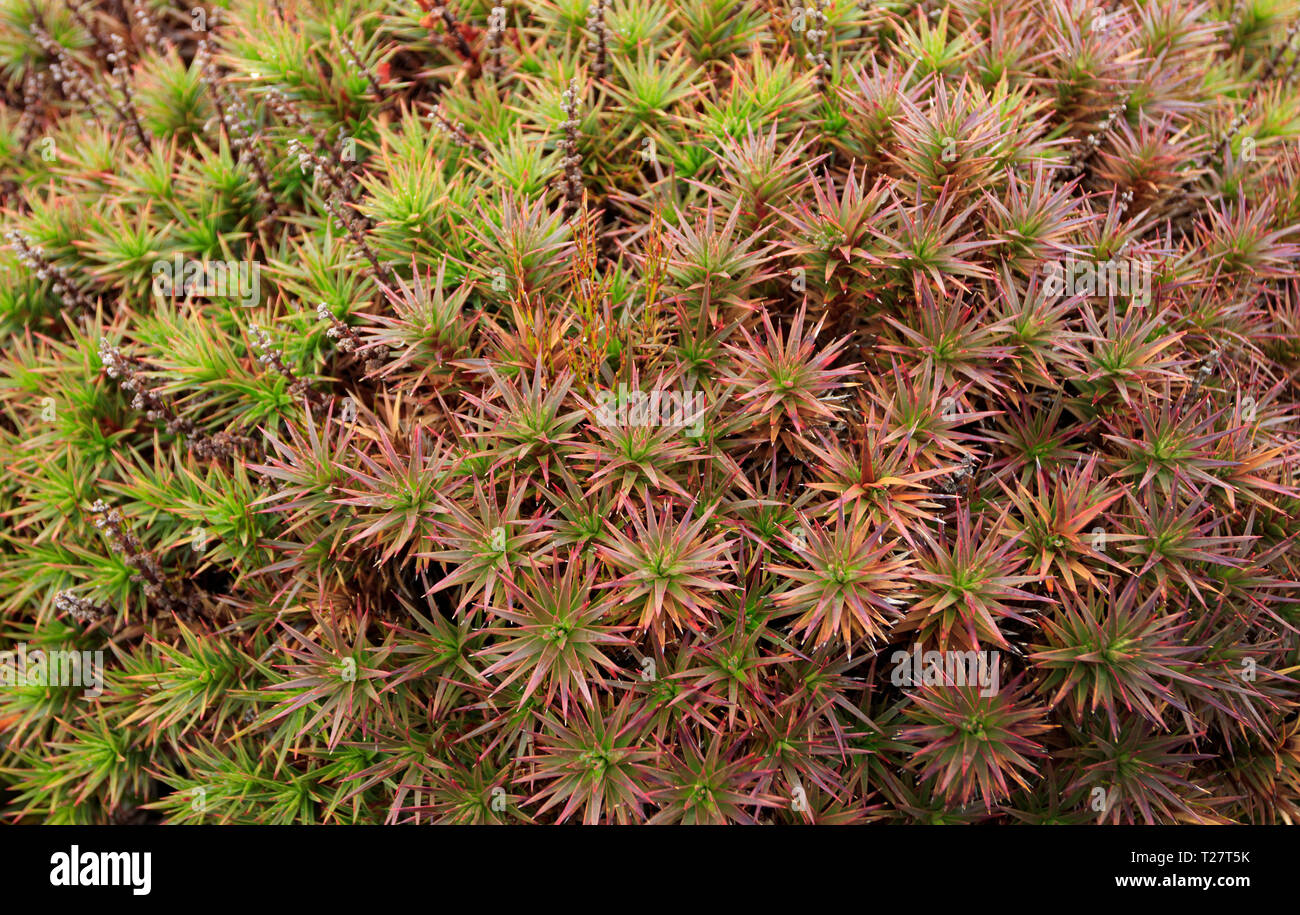 Richea scoparia, a alpine heath plant endemic to Tasmania, Australia. Stock Photo