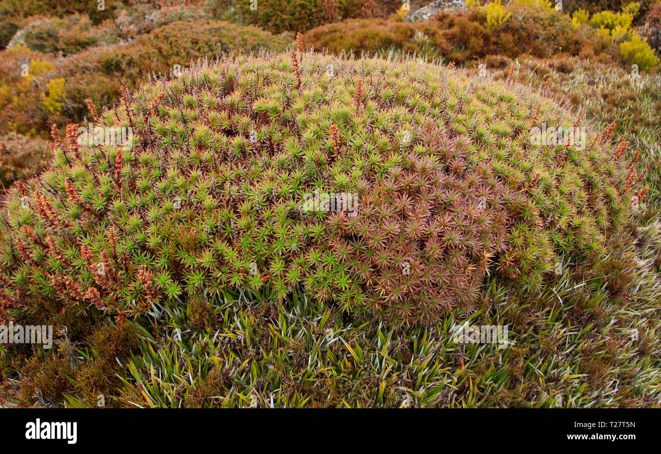 Richea scoparia, a alpine heath plant endemic to Tasmania, Australia. Stock Photo