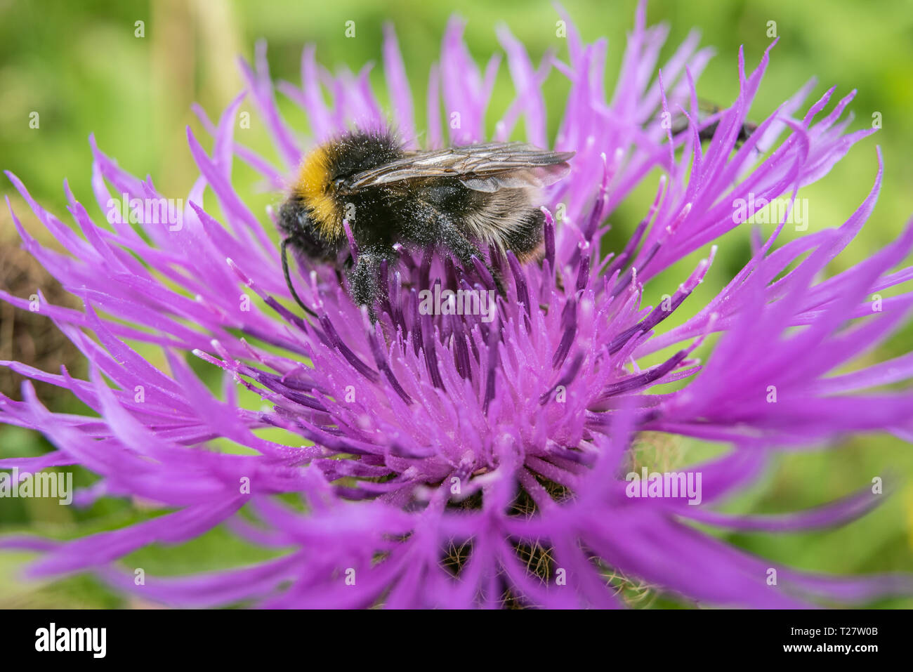 Bumble bee on a pink flower in a green field Stock Photo