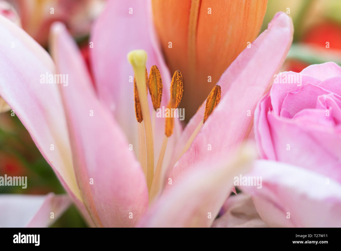 Pink madonna lily closeup and big stamina Stock Photo