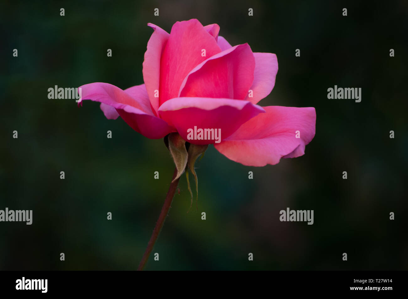 Silky pink rose Stock Photo