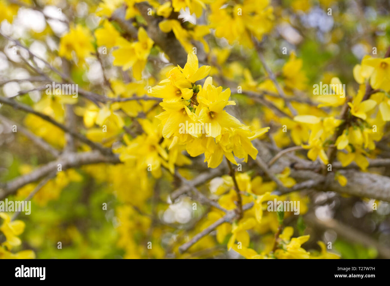 Forsythia flowers in Spring. Stock Photo