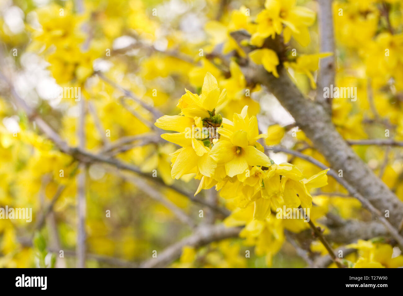 Forsythia flowers in Spring. Stock Photo