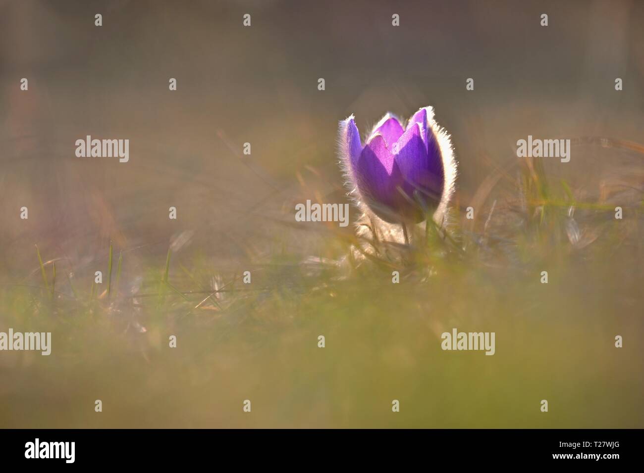 Spring flower. Nature - meadow and sunset. Seasonal concept for springtime. Beautifully blossoming pasque flower and sun with a natural colored backgr Stock Photo