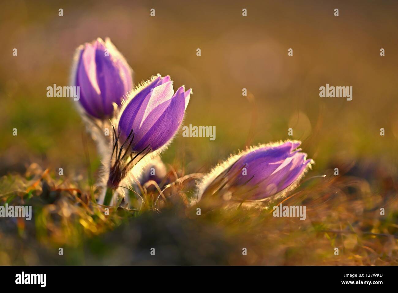 Spring flower. Nature - meadow and sunset. Seasonal concept for springtime. Beautifully blossoming pasque flower and sun with a natural colored backgr Stock Photo