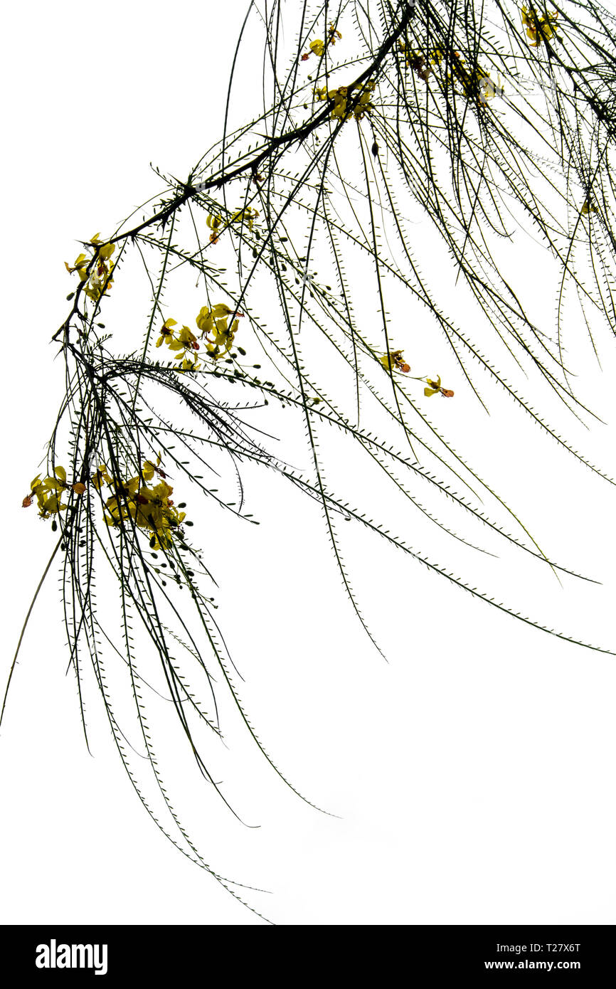 Yellow flowers and needle shaped leaves of Parkinsonia aculeata Stock Photo