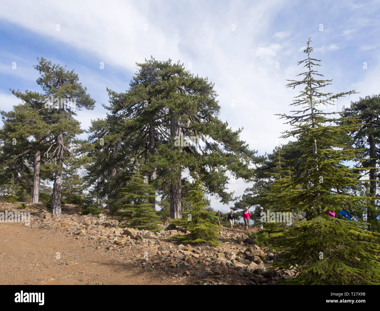 Visiting or taking part in a hike in the Troodos mountains in Cyprus lets tourists experience forests of pine and cedar trees and stunning views Stock Photo
